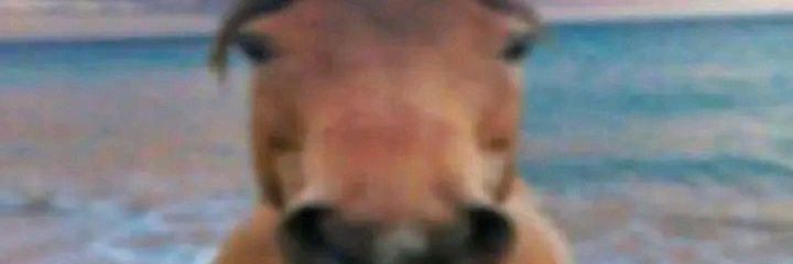 cavalo⁴🧛🏻 banner