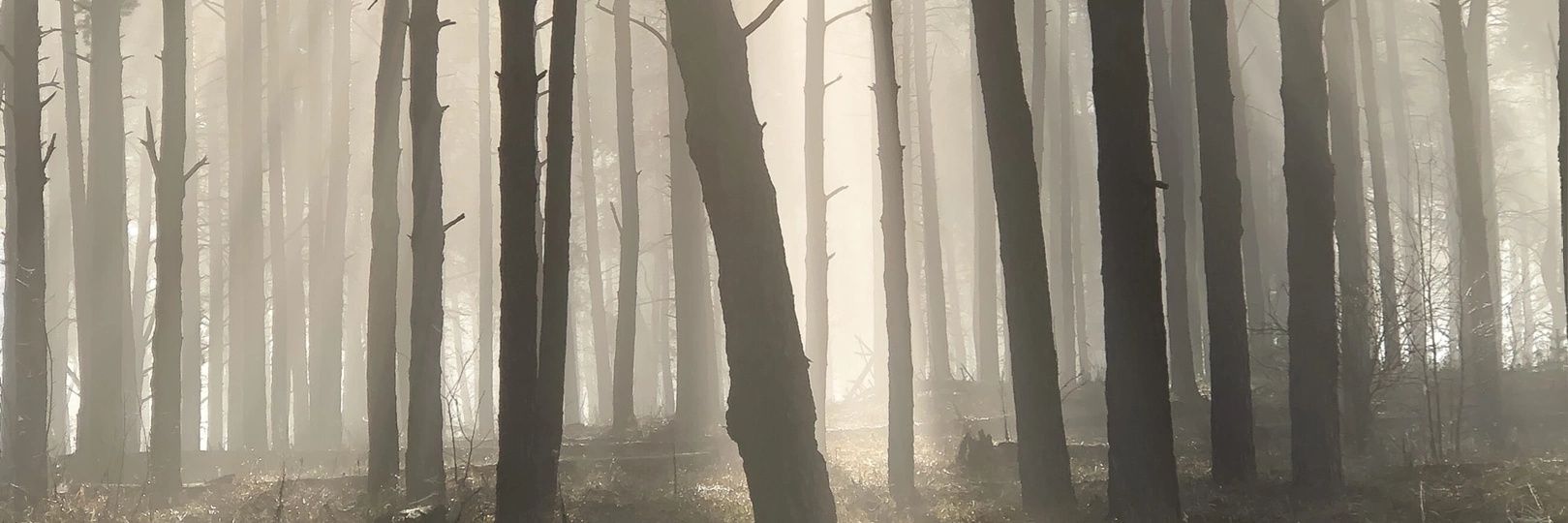 HoradaRiku's profile banner image