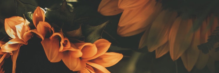 Carly_lang18's profile banner image
