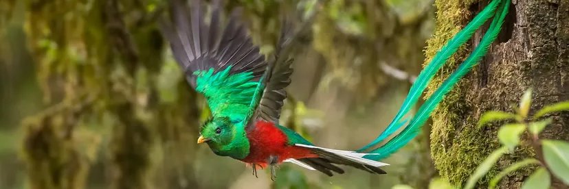 Beauty of music and nature 🌺🌺's banner