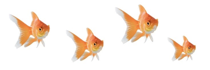 ☾ banner
