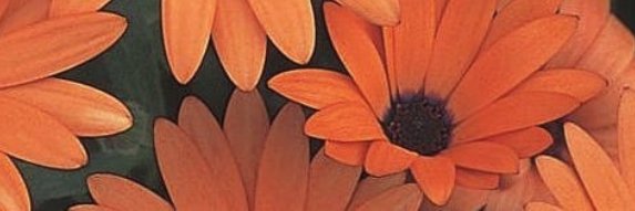 Nathy142's profile banner image