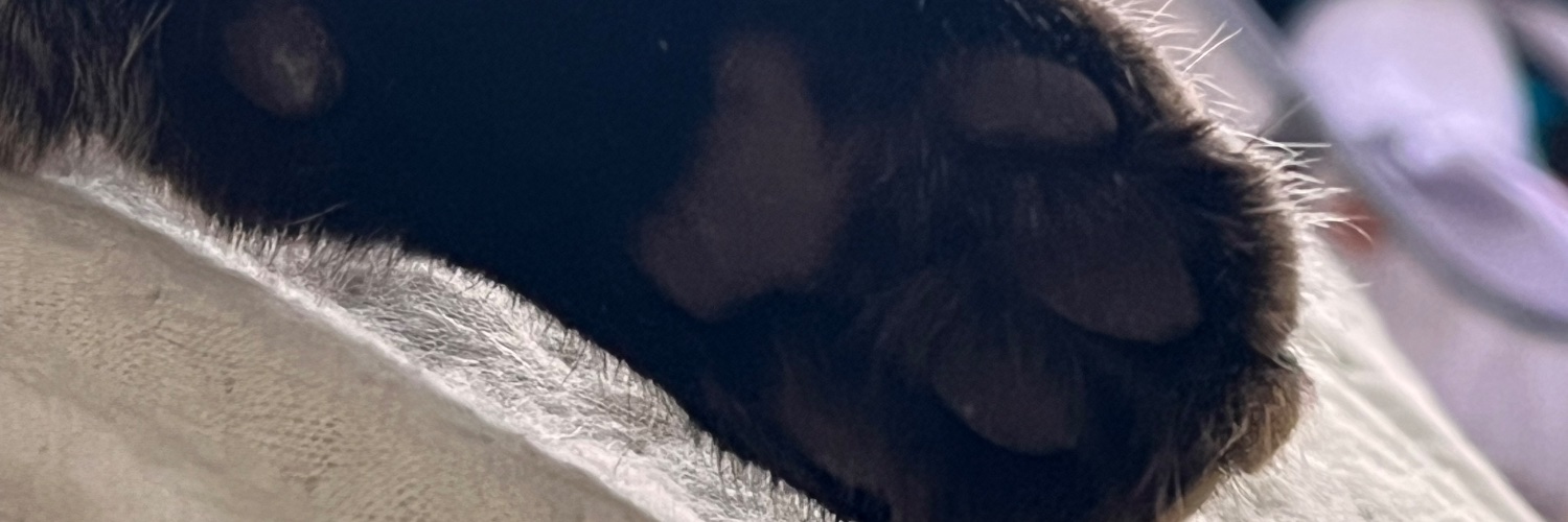 Crow 𓆩⟡𓆪 | COMS🃏OPEN banner