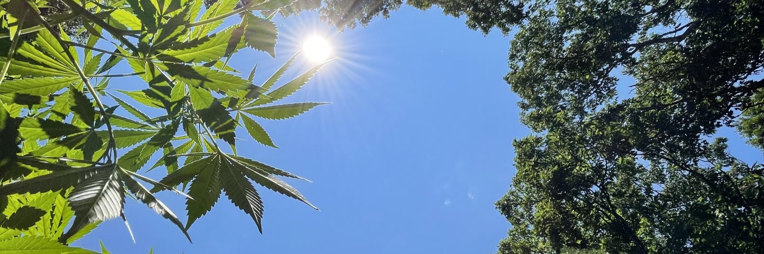 Amanda Rositano banner