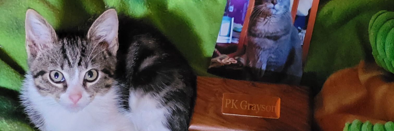 Gilbert T. Cat A Gorgeous Guy ✨️🩵💫 banner