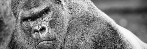 WalterCarb63115's profile banner image