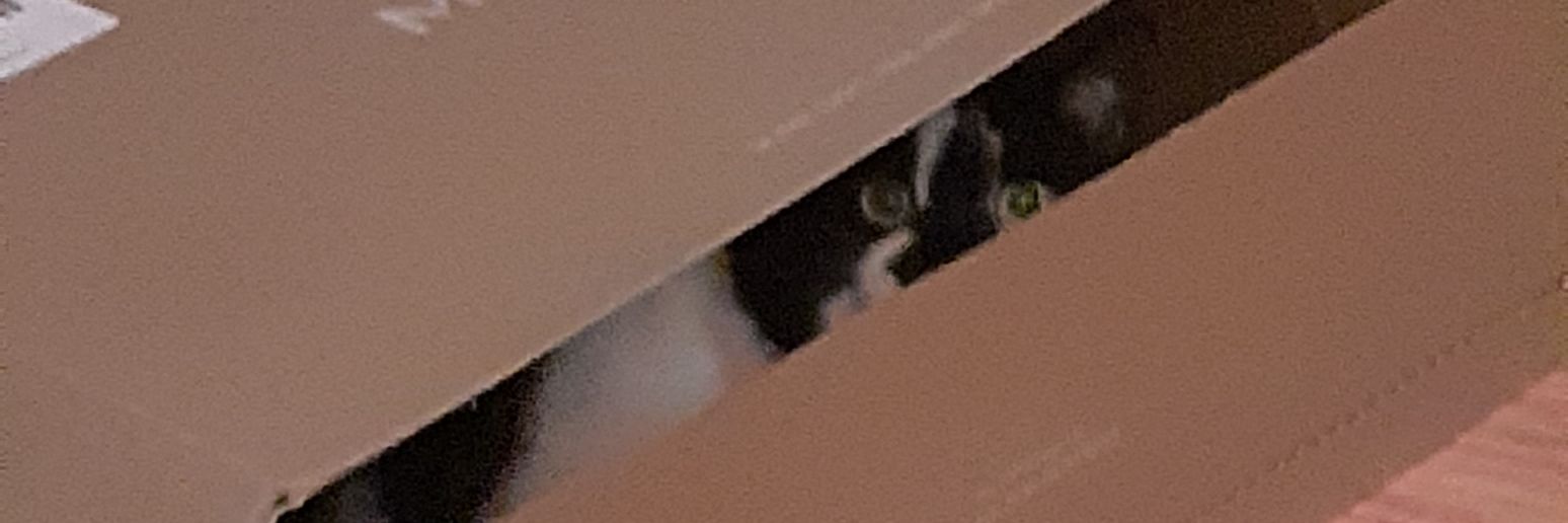 jojo_dua4te's profile banner image