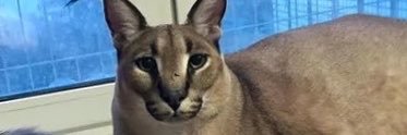 SlimeMyste53469's profile banner image