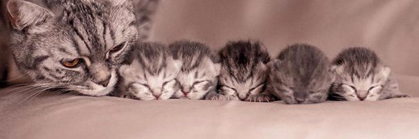 MonkeyDchaton's profile banner image