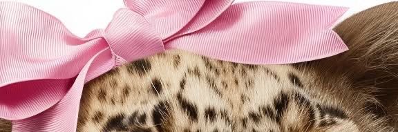 nca ‘s 🐆🌺 banner