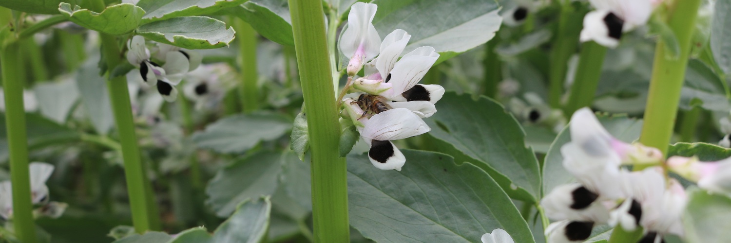 The NCS Project banner