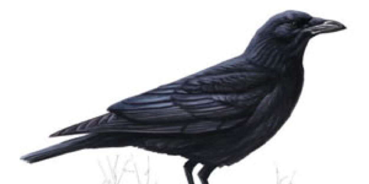 RHOSelona's profile banner image