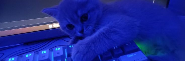 Opa_Kitty 🤍 banner