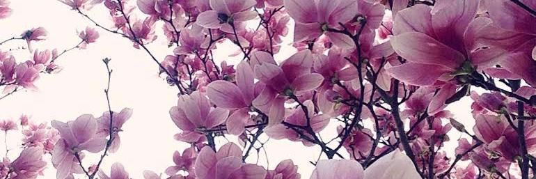 Yem824Rose's profile banner image