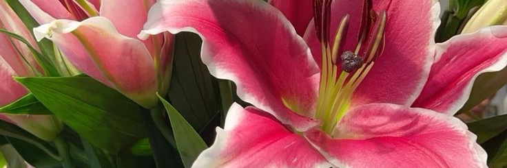 rebeca banner