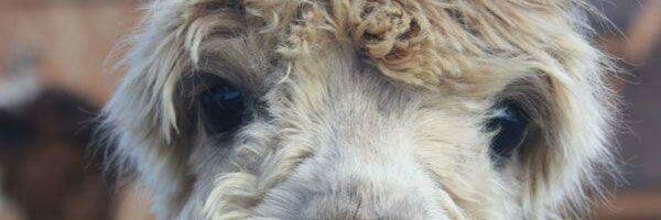 df_frazier's profile banner image