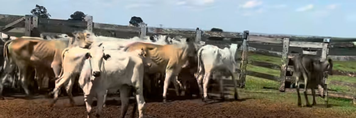 Tadeu Pogajar banner