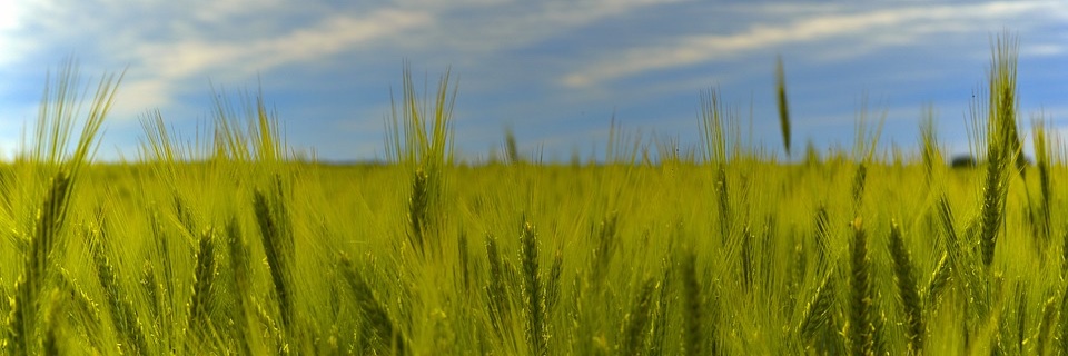 ec_chl's profile banner image