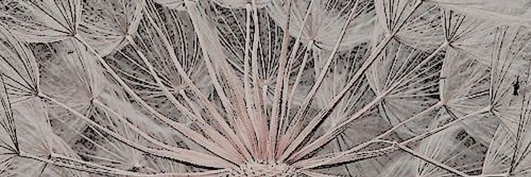 ‍ ‍ ‍ ‍ ‍ ‍ * ‍ ‍ ‍ ‍ ‍ 𝐝irty ‍﹑ ‍ paws banner