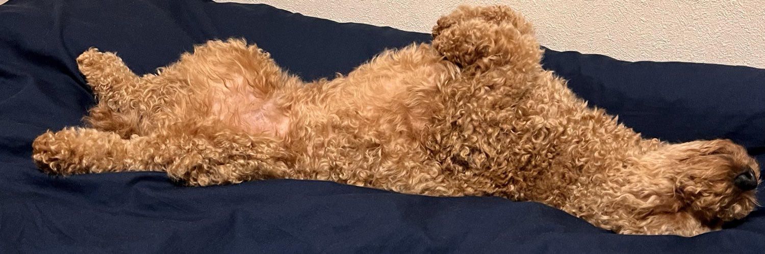 でかプーのムサシくん🐶 banner