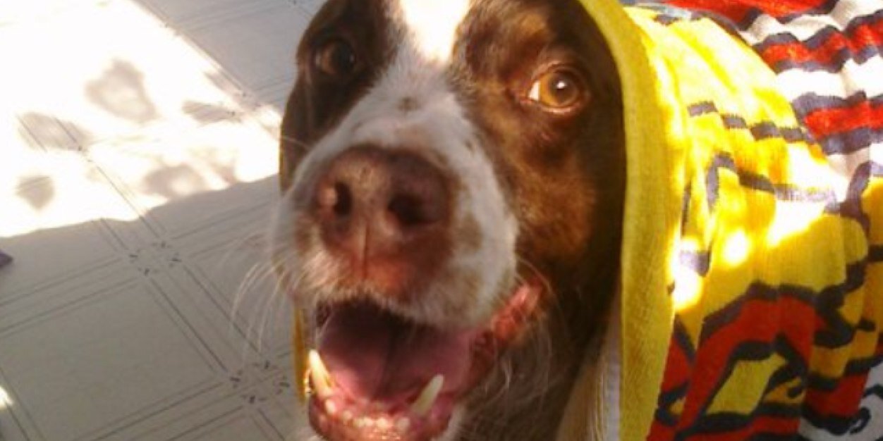 madelynsdog's profile banner image