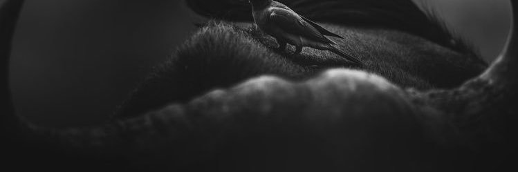 lnverso's profile banner image