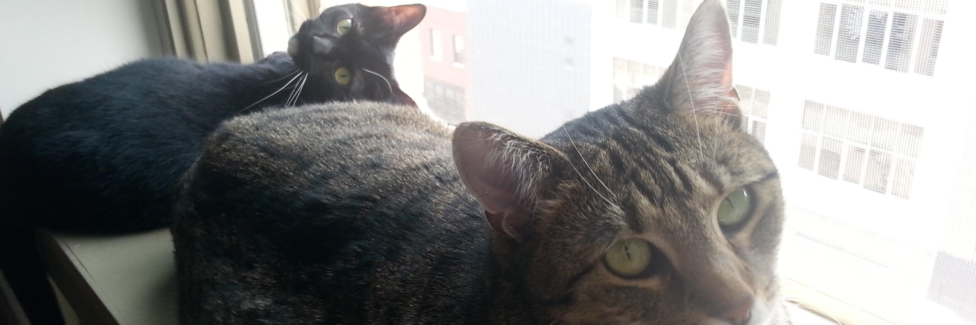 City_Cat85's profile banner image