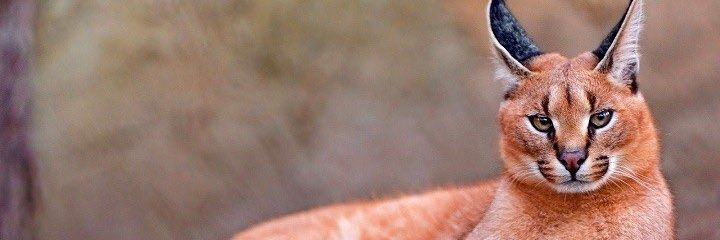 Lucifering_'s profile banner image