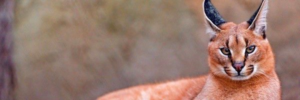 Lucifering_ Profile Banner
