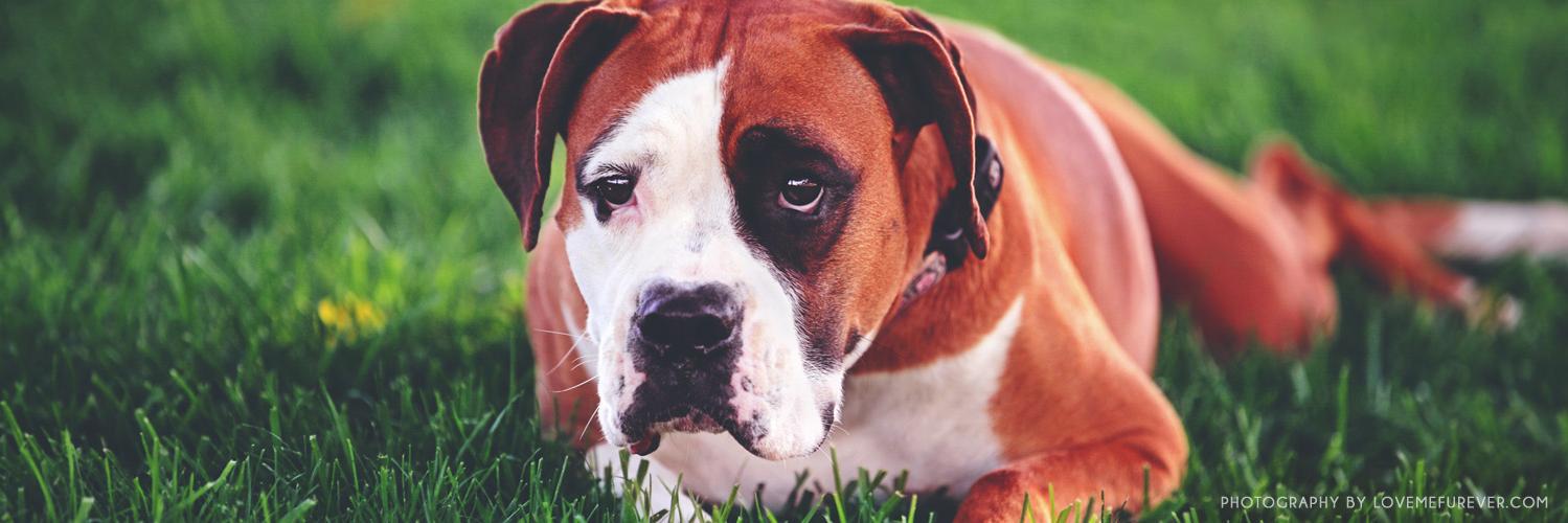 CamelbackVet's profile banner image