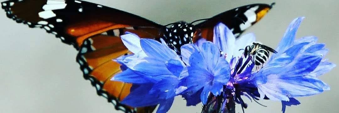 पुष्कर राज चांदना (भाजपा कार्यकर्ता, नोएडा 🇮🇳) banner