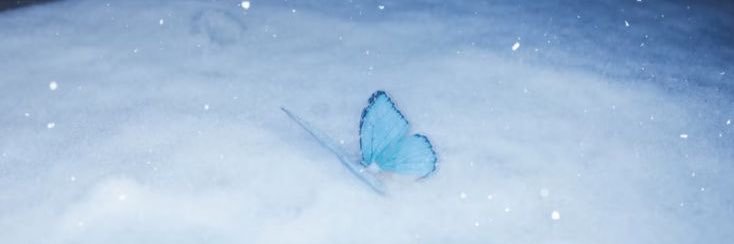 🦋 banner