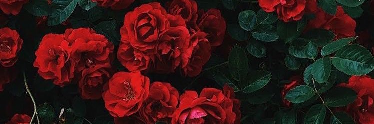 TwentiRedRoses's profile banner image