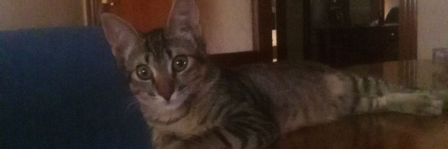 martaxavi's profile banner image