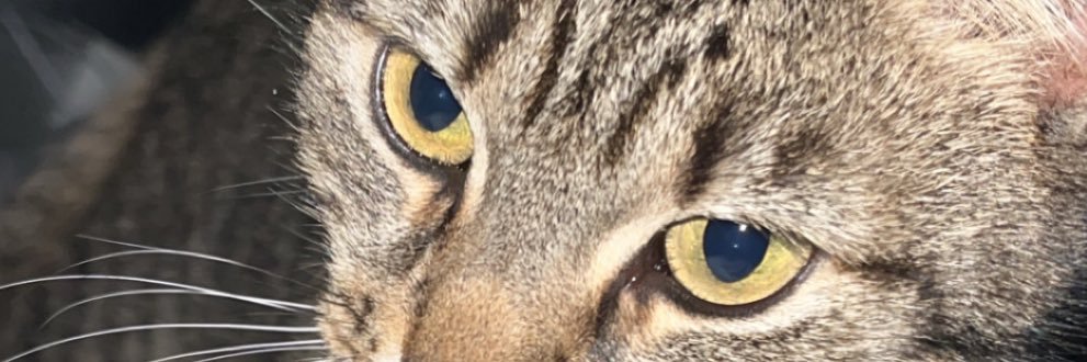 🎀 banner