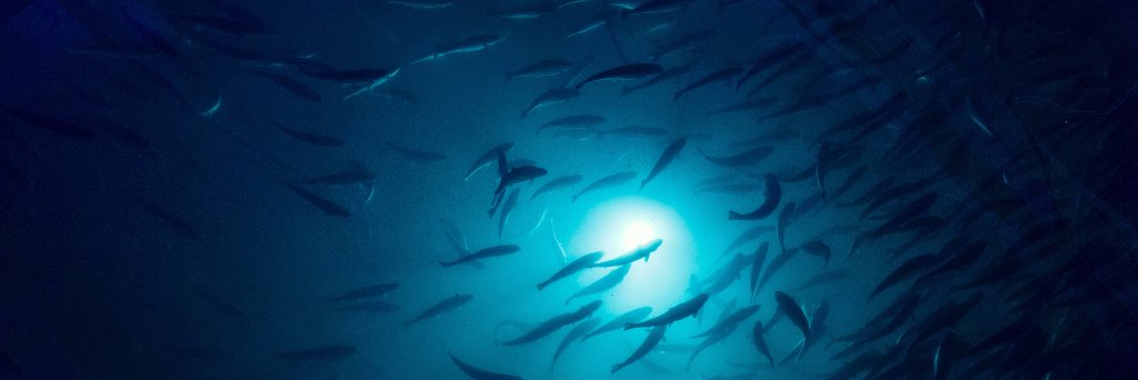 landbasedsalmon's profile banner image