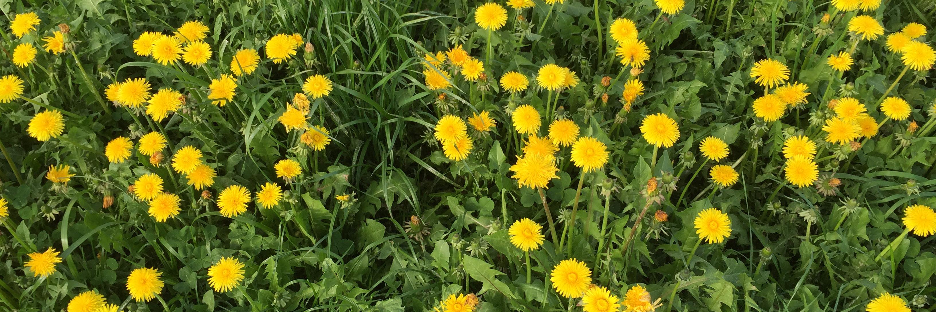 Smita Purushottam banner