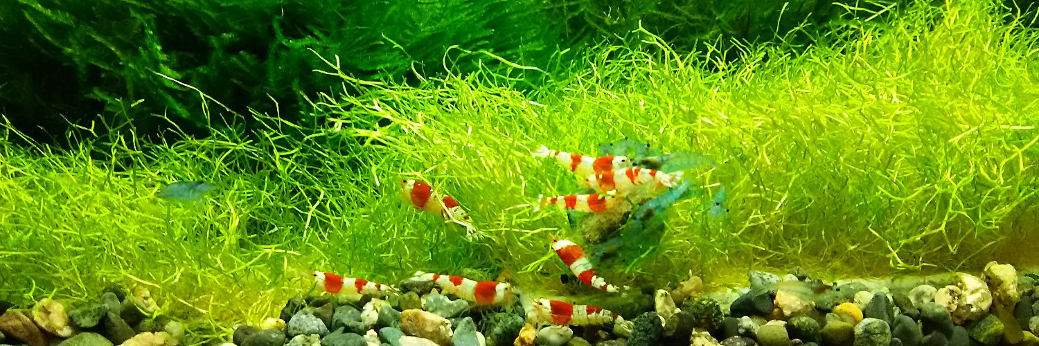 _marimo_m's profile banner image