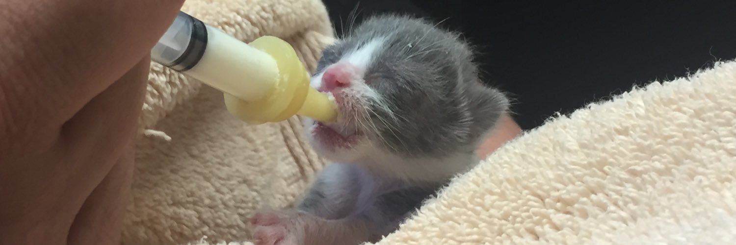 RCAnimalCenter's profile banner image