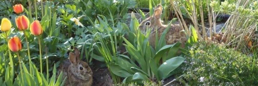 🇨🇦🍁ChrisCAN76🍁 🦜🐇 🦜🐇 banner