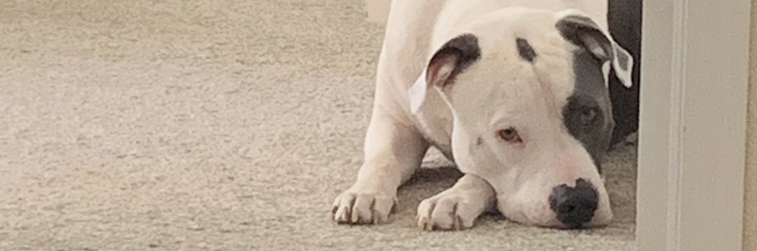 lallicakess's profile banner image