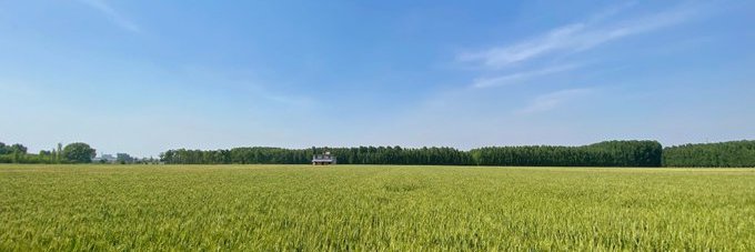meigui banner