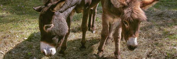 Socalloween Profile Banner