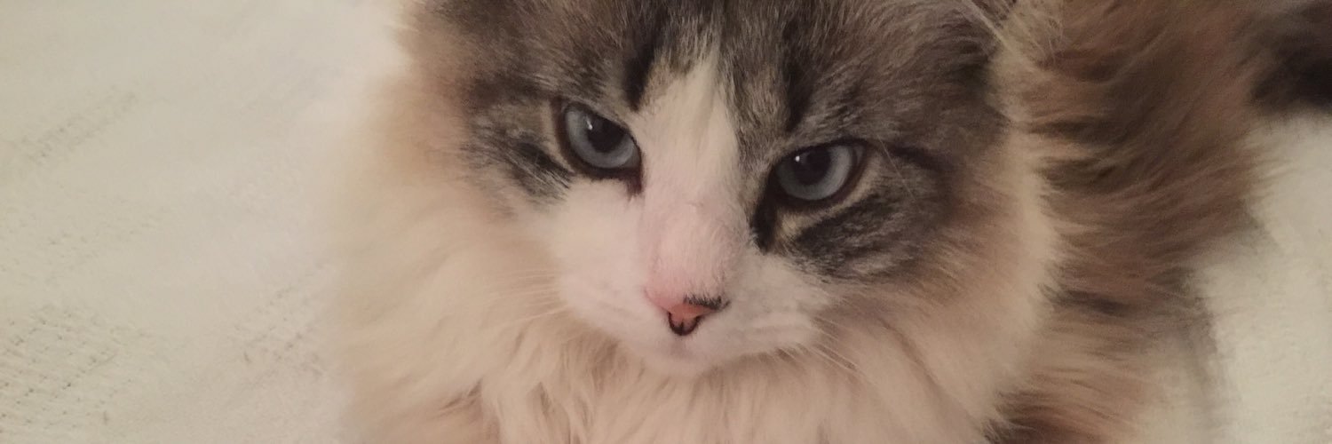 Fizzlbritches's profile banner image