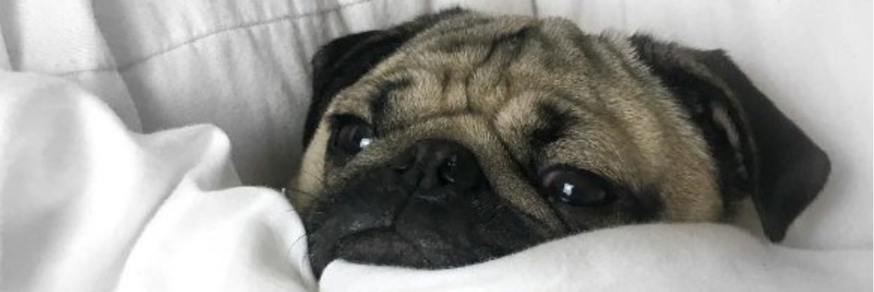 pimpinaint_easy's profile banner image