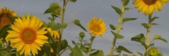 LiaRGC1's profile banner image