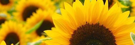 Frutiyaps's profile banner image