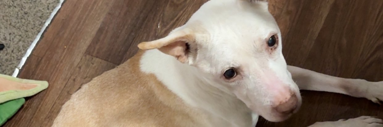 qeyananana's profile banner image