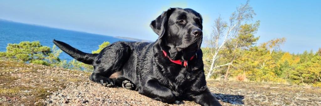 Jan-Kristian Westerlund banner