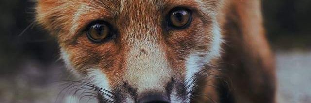 aniamarck's profile banner image